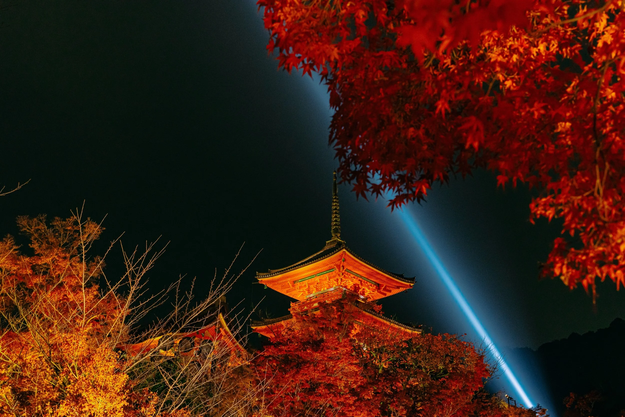 京都賞楓名所2025 夜間點燈時間表— Genji Kyoto